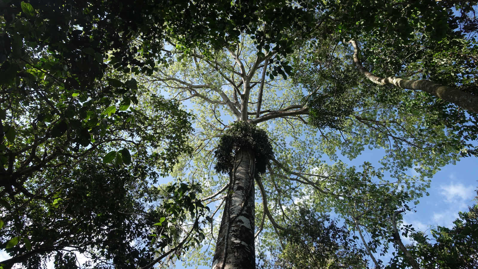 Tree canopy.